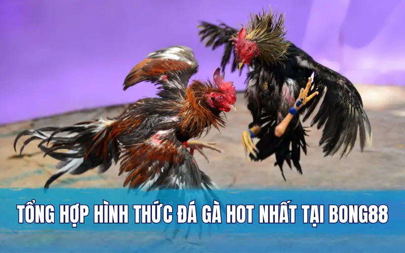 Tổng hợp hình thức đá gà hot nhất tại Bong88