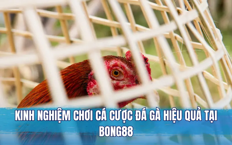 Kinh nghiệm chơi cá cược đá gà hiệu quả tại Bong88